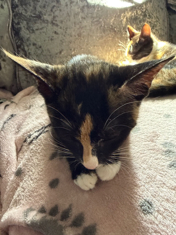 2 playful kittens for sale