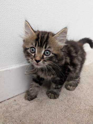 Kitten