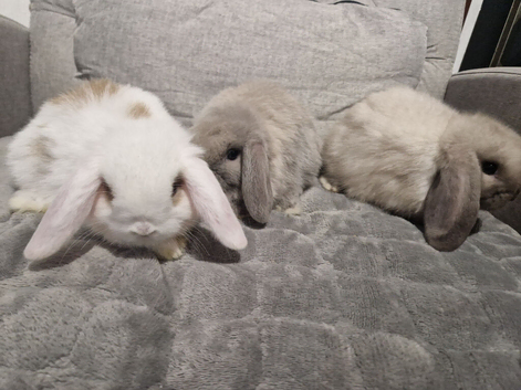 Baby mini lop bunnies for sale