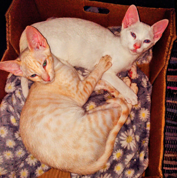 Only ginger left might keep him -rare Gorgeous Russian white Siamese kittens beautiful colours-final price