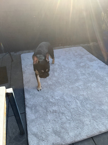 Frenchie bulldog