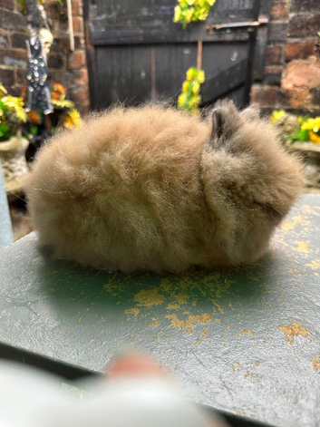 Lionhead Bunnies