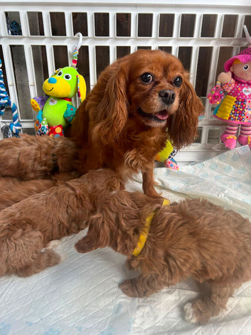 Cavapoo Puppies For Sale