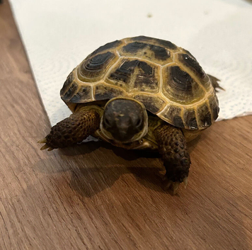 Turtles mini Horsfied tortoise