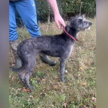 Lurcher bitch pup