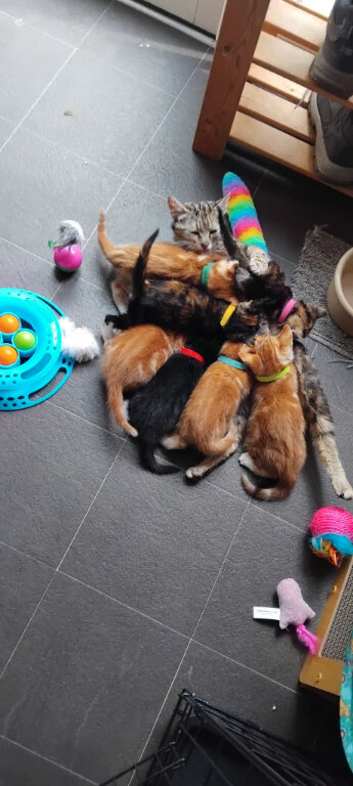 Kittens