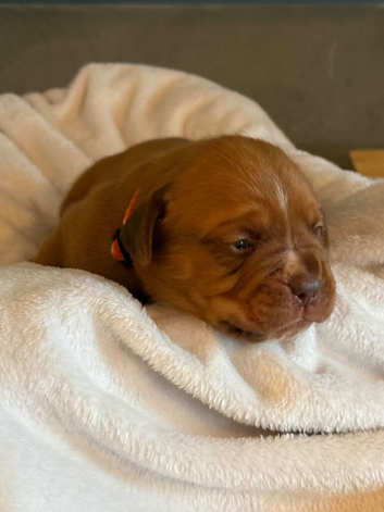 Dogue De Bordeaux in Torbay