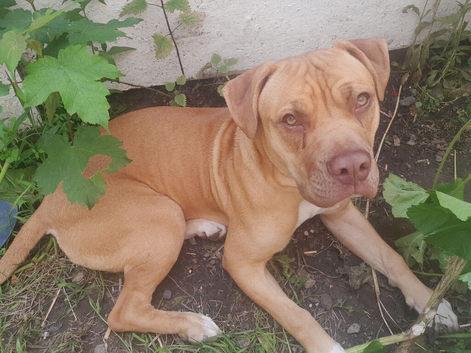 New Home for dog