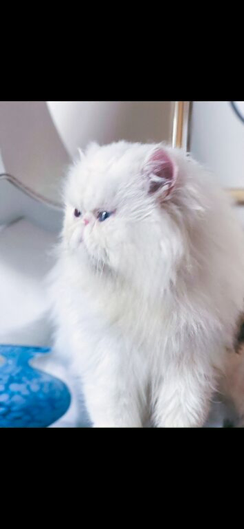 Stunning Lapcat / Therapy Cat | Pure White Blue Eyes Gorgeous Affectionate Persian Exotic Longhair Male