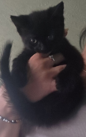 1 black female kitten 1 male black