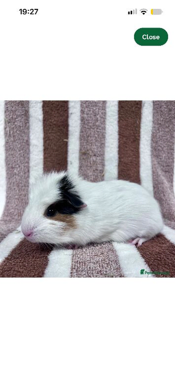 Young boar guinea pigs