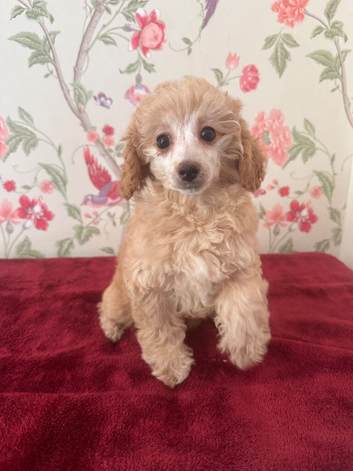 Extensively Health Tested kc toy poodle puppies