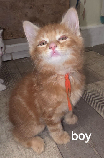 Ginger kittens