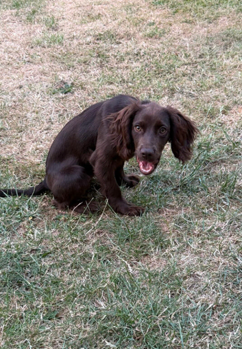 Female Cocker Spaniel