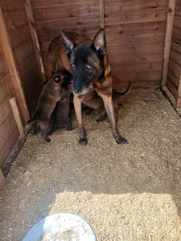 Religion malinois puppies