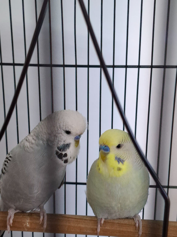 Budgies