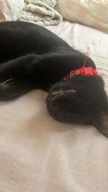 Black kitten