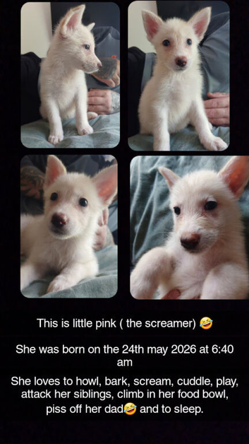 3 beautiful puppies.