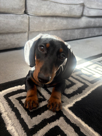 Black and Tan dachshund