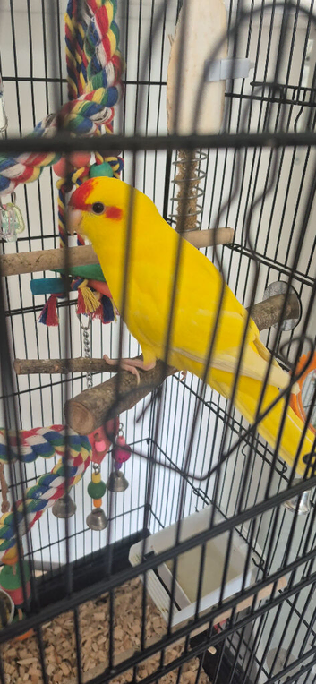 Male 4 month old kakariki