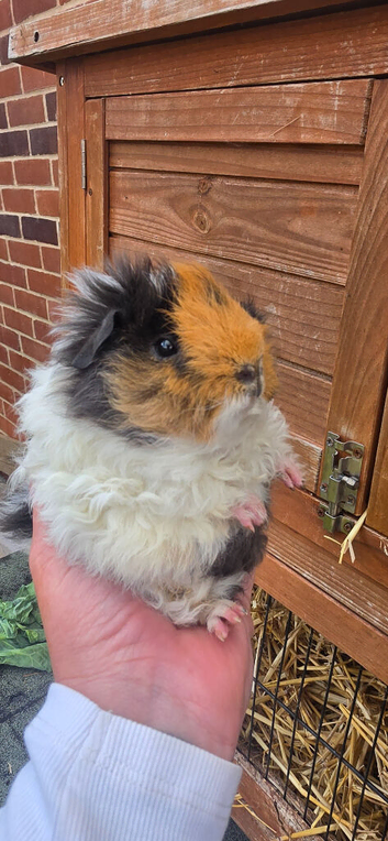 Baby Guinea pigs texel & merino