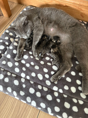 grey tabby british short hair kittens