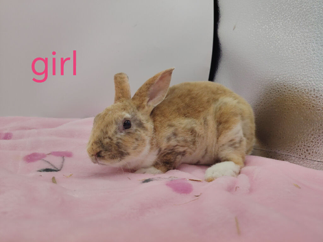 Lovely mini rex babys