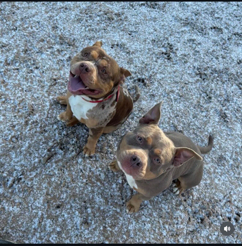 Two ABKC pocket bully&rsquo;s needing a new home