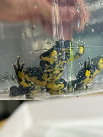 Yellow bellied toad froglets