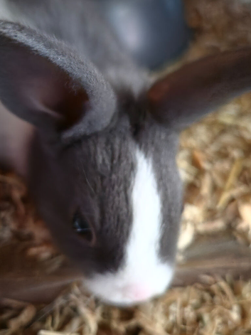 2 stunning blue dutch bunnys