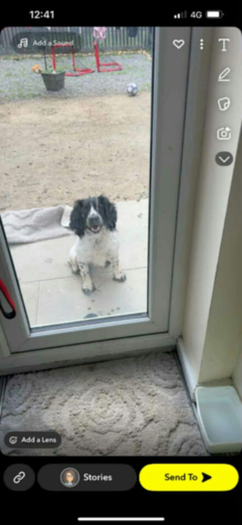 sprocker stud