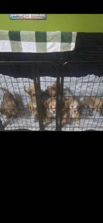 8 adorable puppies