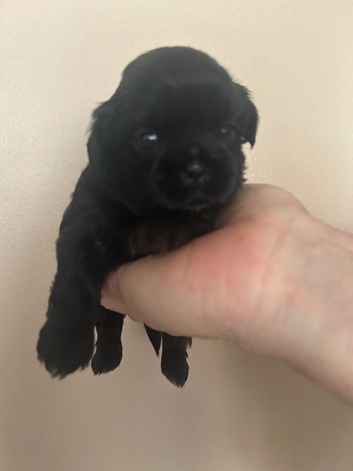 Beautiful Black girl imperial Shih Ztu 1500