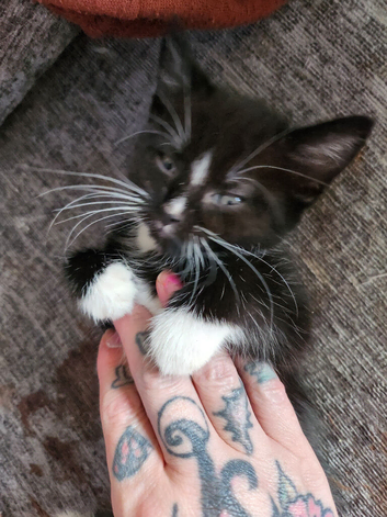 Male and 2 female kittens 9 weeks old ready to go