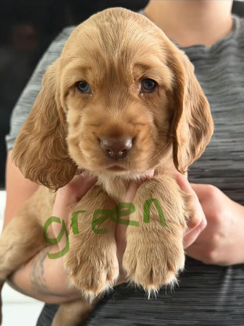 Cocker spaniel puppies