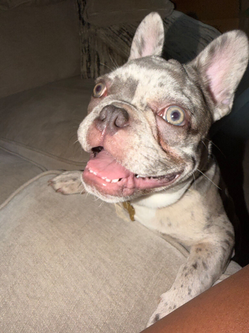 Lilac Merle Frenchie Boy &ndash; 8 Months &ndash; Kid Friendly