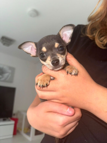 Chihuahua puppies