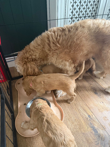 Ready now Cockapoo pups 1 girl, 1 boy left ready next week