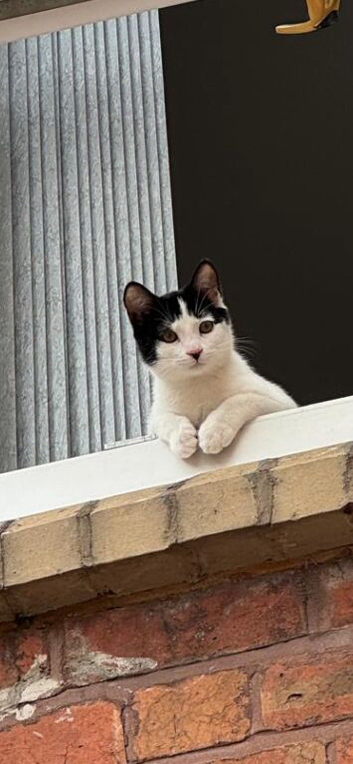 12 week kitten for free