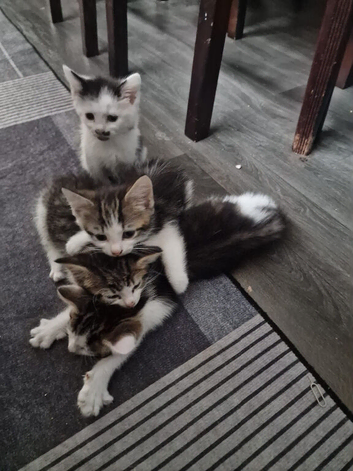 4 adorable tabby kittens