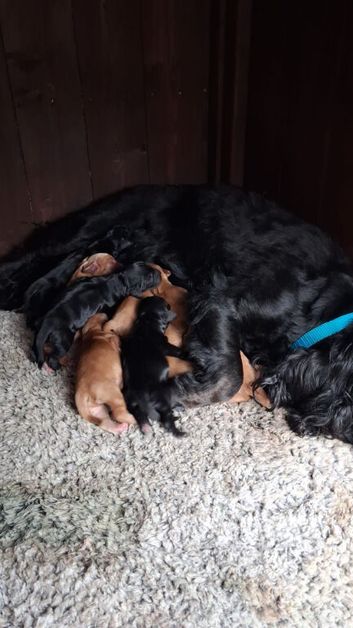Cocker Spaniel puppy for sale