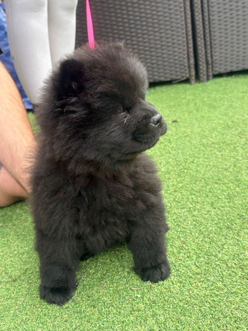 Chow pups ready now papers to hand !!