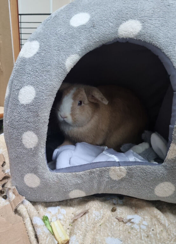 Male dwarf lop needing a home