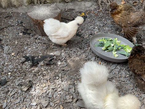Silkies all girls