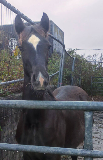 Registered Welsh Section D colt foal