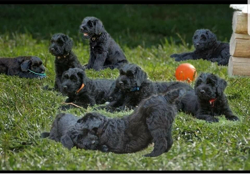 Amazing Kc Reg Giant Schnauzer Puppies