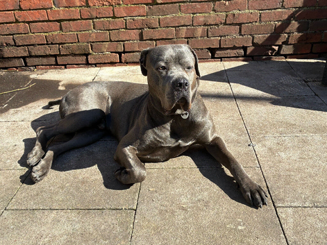 Tyson