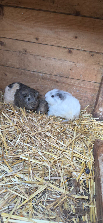 2 bonded Guinea pigs, mum and daughter.