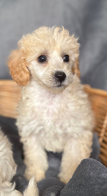 Beautiful Cream and white Toy Poodle 8 week old puppies. Ready to leave