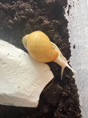 Archachatina Marginata Ovum Albina silver body Giant land snail